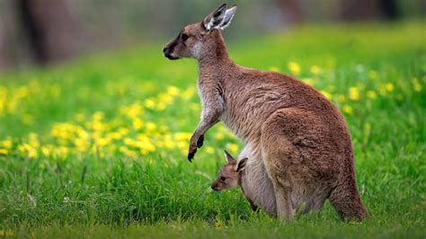Kangaroo Island Kangaroo Macropus Fuliginosus Mother With Young