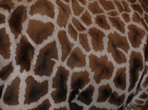 Purchase and download 3d models, stream. Hogle Zoo The Real Giraffe Print 10 25 08 - 4984 | Jen ...