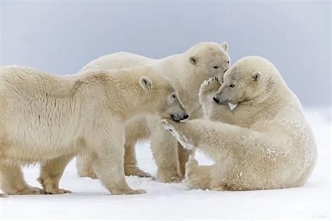 A Group Of Three Polar Bear Play Together In The Snow 11385573
