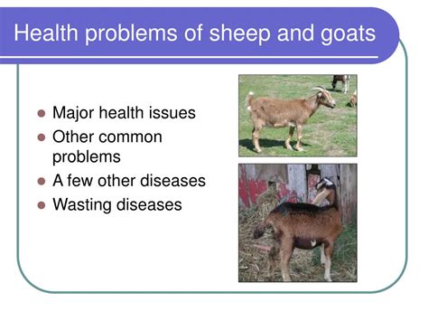 Ppt Sheep And Goat Health Powerpoint Presentation Free Download Id