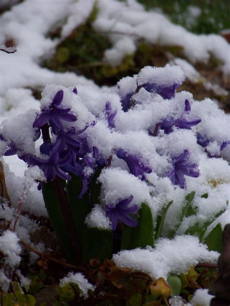 I Love My Garden Snow On Spring Flowers