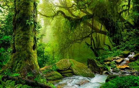 Nepal Jungle Stock Photo Download Image Now Istock