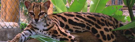 Margay Rescued Costa Rican Wild Cats At La Paz Waterfall Gardens Park