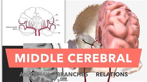 Middle Cerebral Artery Anatomy Branches Relations YouTube