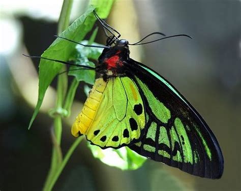 Butterfly Facts Beautiful Butterfly Photography Beautiful