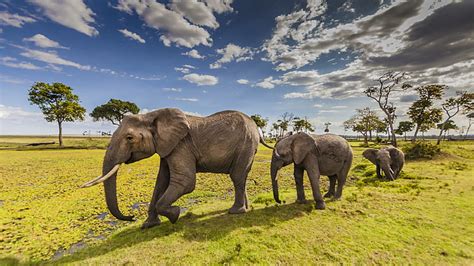 Hd Wallpaper Animals Elephants In Maasai Mara County Park In Kenya