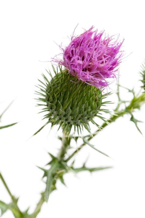 Healing Plants Boar Thistle Carduus Acanthoides Violet Flower