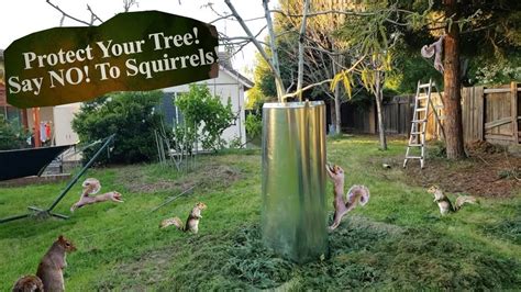 How To Keep Squirrels Away From Your Walnut Tree Part 1 Youtube
