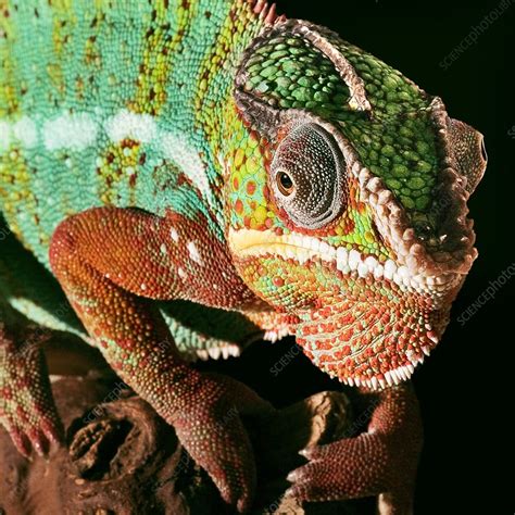 chameleon stock image  science photo library