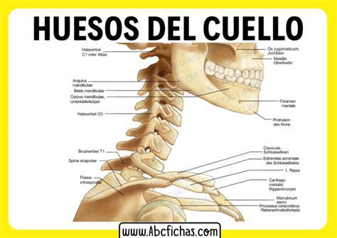 Anatomía Y Huesos Del Cuello Y Las Cervicales