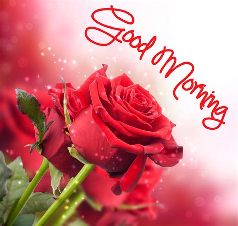 Rose Flower Wallpaper Hd Good Morning Good Morning Wallpaper With