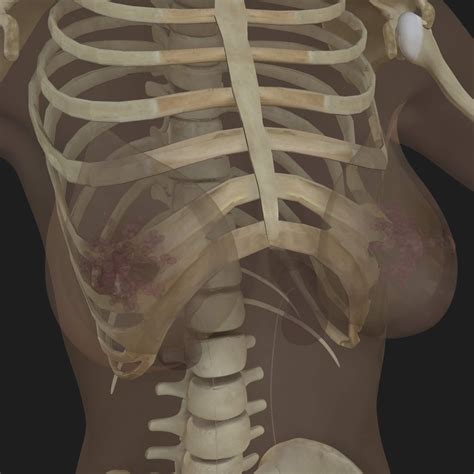 Anatomy study of female torso. Female Torso Anatomy 3D Model