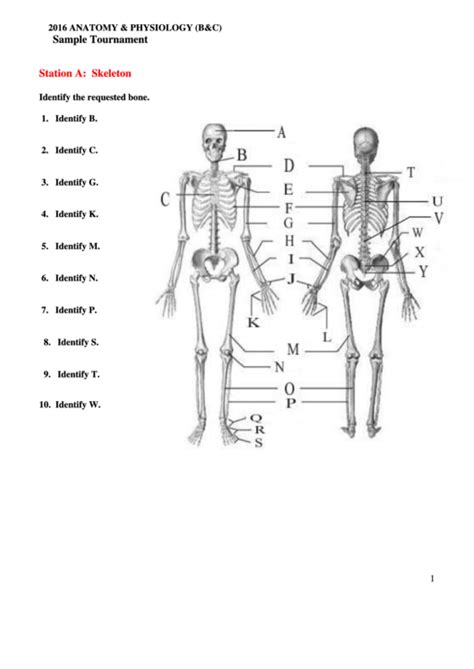 Anatomy And Physiology Worksheet With Answers Printable Pdf Download