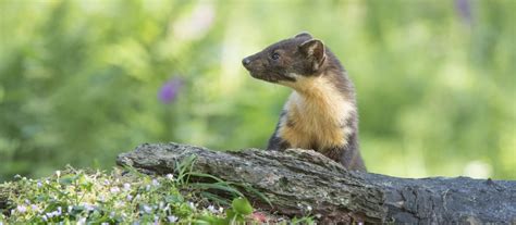 Its Looking Good For The Rare Pine Marten In Northern England The