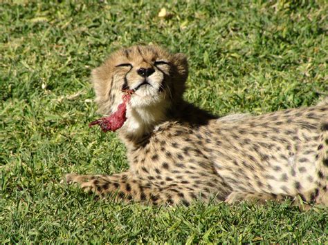 Filebaby Cheetah Eating Meat