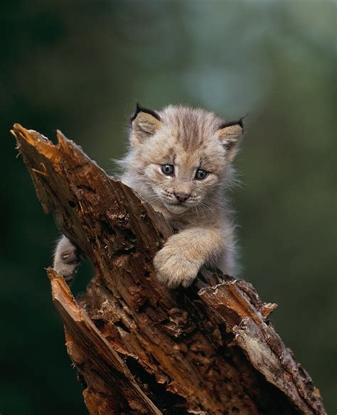 Lynx Kitten Jim Zuckerman Photography And Photo Tours