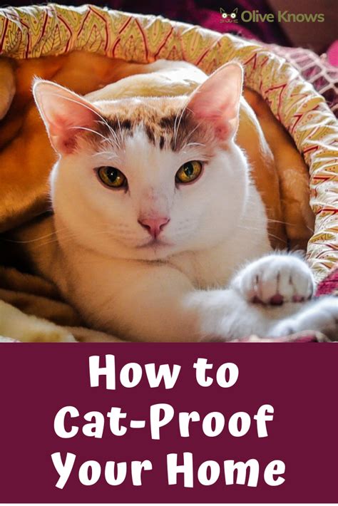 How To Cat Proof Your Home Oliveknows Cat Proofing Cats Cat Safety