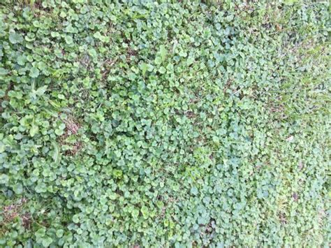 Ground Ivy Vining Plant Invasive Lawn And Garden Weed By The Gardener