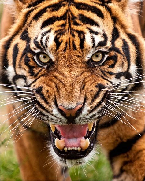 Pin By Kukundra On Tigr Tiger Pictures Animals Beautiful Angry Animals