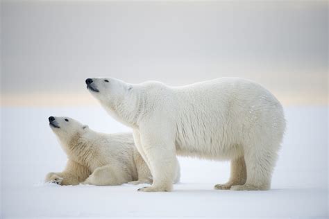 Polar Bear Wwf Arctic