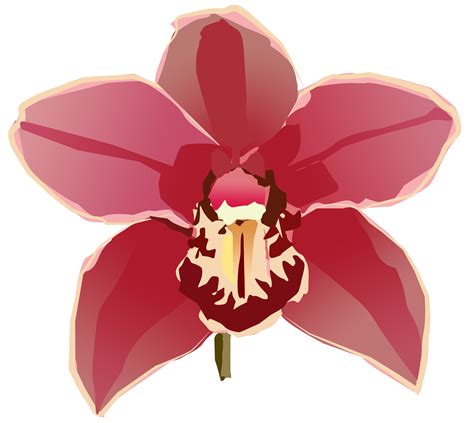Orchid Copy Free Images At Vector Clip Art Online