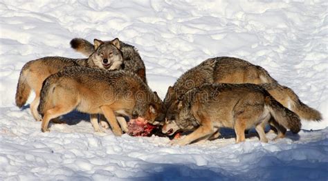 Wolf Pack Eating Stock Image Image Of Meat Winter Eating 29421441