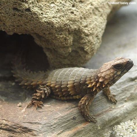 10 Coolest Spiny Animals In The World | Armadillo lizard ...