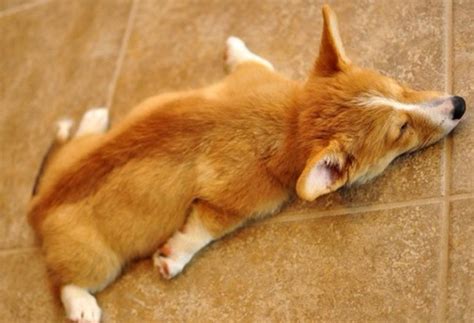 Sploot Tired Puppy Cute Corgi Cute Dogs