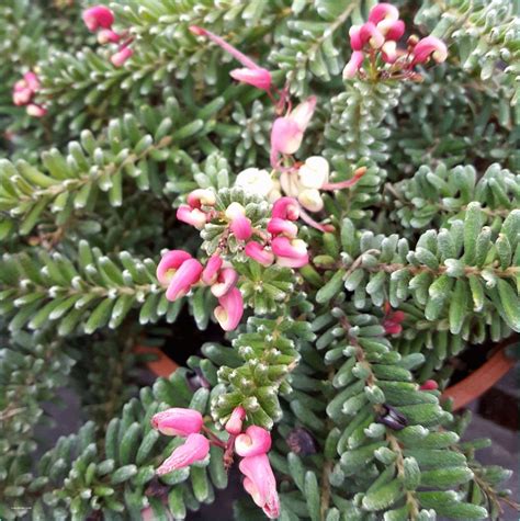 La platycodon è una pianta facile da coltivare che regala una ricca fioritura. Arbusti Sempreverdi Fioriti Resistenti Al Freddo Piante ...