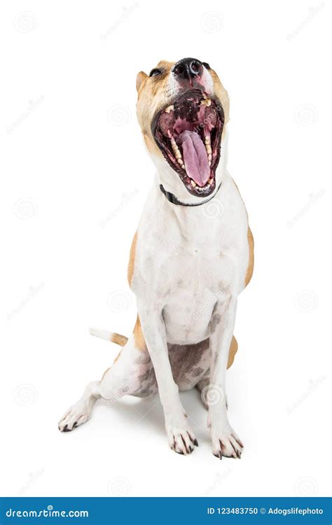 Funny Dog Mouth Wide Open Yawning Stock Photo Image Of Funny Sitting