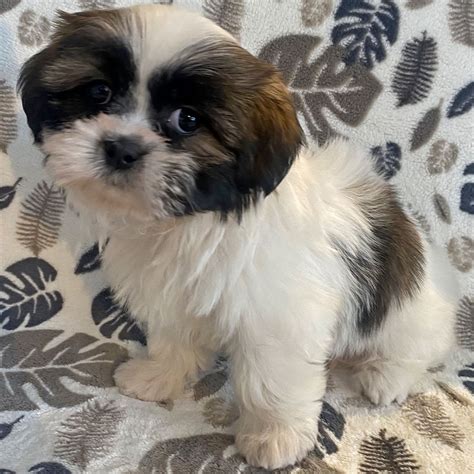 Shih Tzu Puppy For Sale Heavenly Puppies