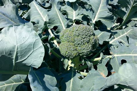 Forget Kale Broccoli Leaves Are The New Superfood You Should Know