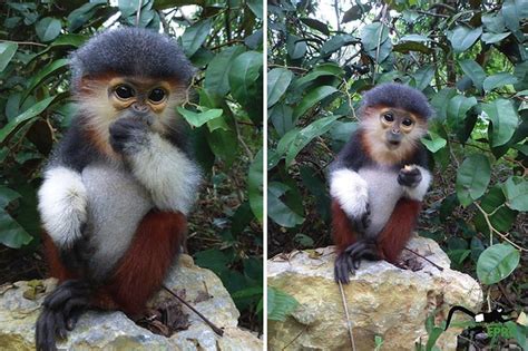 10 Images Of Adorable And Highly Endangered Baby Monkeys That Will Melt