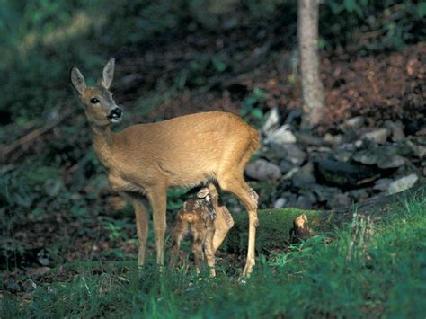 Italy Roe Deer Capriolo From Gran Sasso Laga National Park Lazio