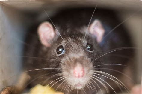 Tikus Di Jaksel Disebut Kena Leptospirosis Penyakit Apa Itu Okezone