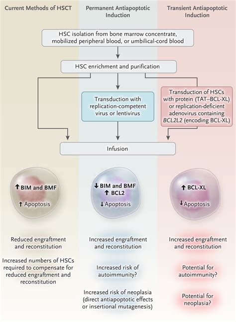 Making A Better Hematopoietic Stem Cell — Timing Is Everything Nejm