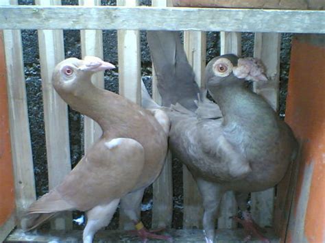 Fancy Pigeons English Carrier For Sale Adoption From Manila
