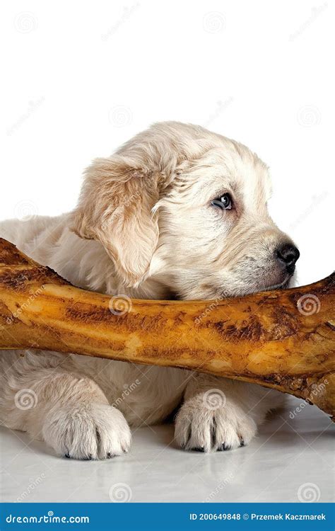 Little Dog And Big Bone Stock Photo Image Of Mammal 200649848