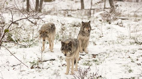Want To Count Wolves In Michigan Gohunt