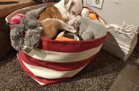 Dog Loves His Toys So Much He Sleeps In Them The Dodo
