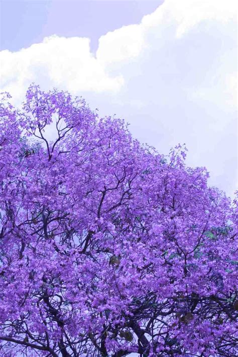 These versatile trees are also one of the best flowering trees for our area. The trees in Pretoria that make it the "Jacaranda City" of ...