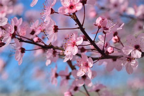 Wallpaper Id K Sakura K Flowers Spring Pink Cherry Blossom Free Download