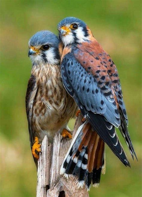 Two Birds Sitting On Top Of A Wooden Post