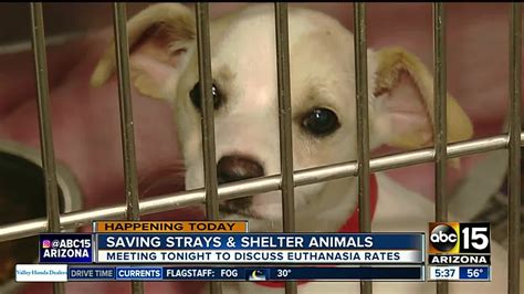 Animal Shelter Working To Cut Euthanasia Rate