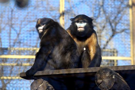 Gray Snub Nosed Monkey Rhinopithecus Brelichi Zoochat