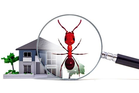 At center termite & pest control, we are committed to providing 100% customer satisfaction every time we service your home. Omaha Pest Control, Inc. | Pest Inspections