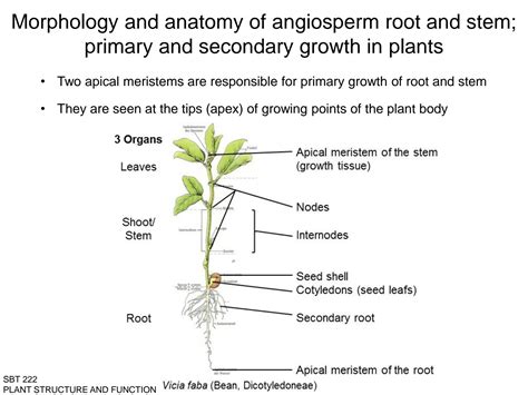 Solution Angiosperms Anatomy And Morphology Class Notes Plant