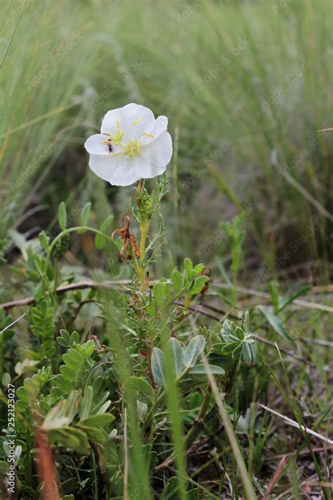 Nuttall Evening Primrose Oenothera Nuttallii White Wildflower In