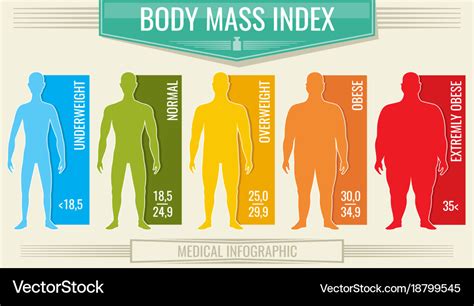 Man Body Mass Index Fitness Bmi Chart Royalty Free Vector