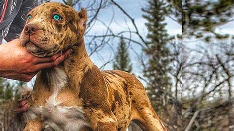 5 Scariest Dog Breeds People Actually Own Youtube